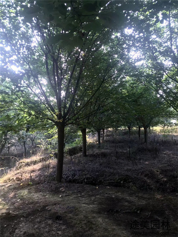 日本櫻花圖片 日本櫻花圖片