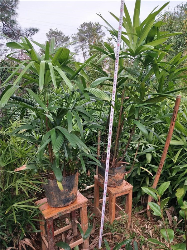 棕竹圖片 棕竹圖片