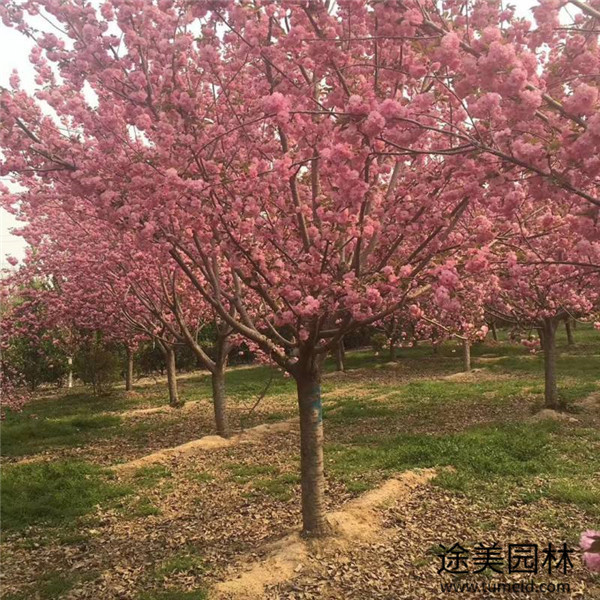 染井吉野櫻花圖片 染井吉野櫻花圖片