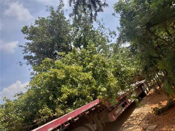 木棉圖片 木棉圖片