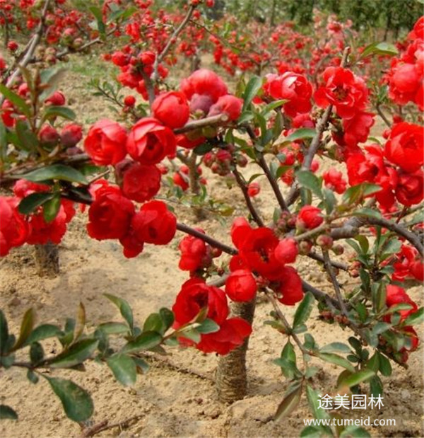 日本海棠圖片 日本海棠圖片