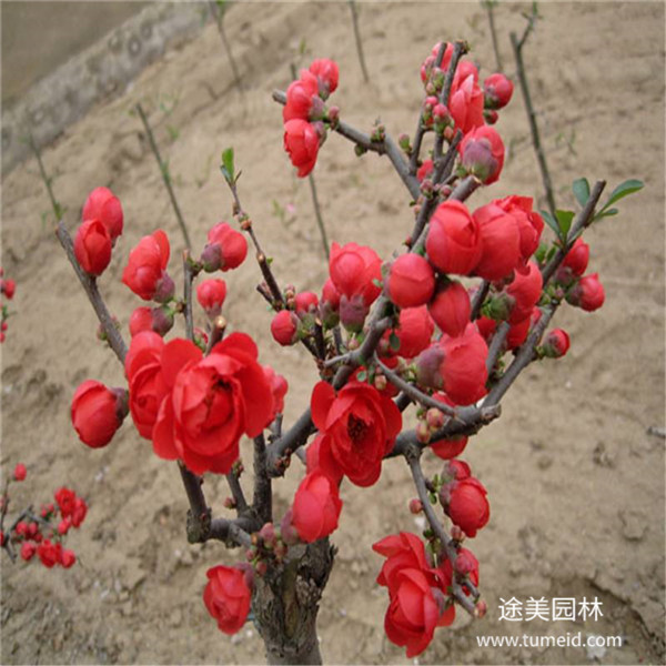 日本海棠圖片 日本海棠圖片