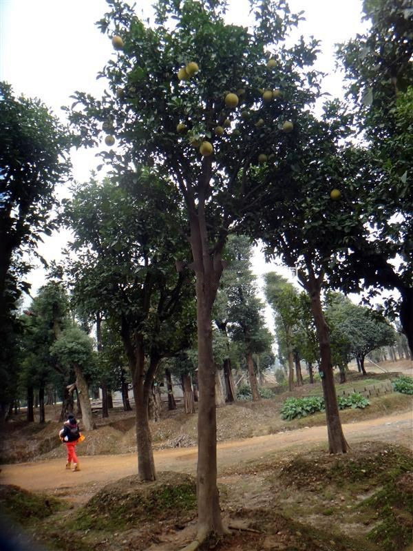 香泡樹圖片 香泡樹圖片