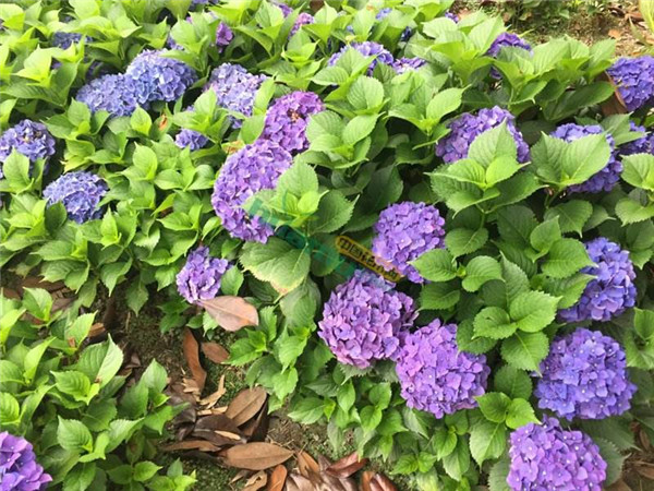 繡球花圖片 繡球花圖片