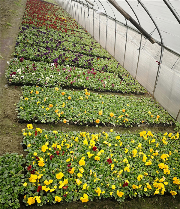 三色堇圖片 三色堇圖片