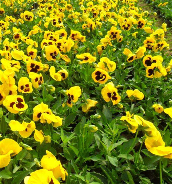 三色堇圖片 三色堇圖片