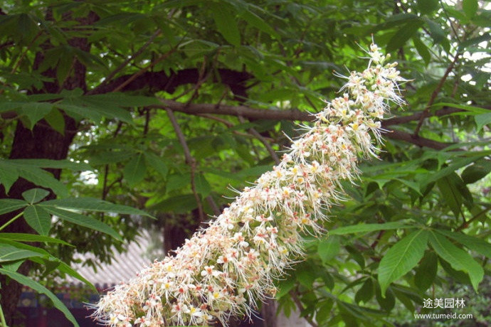 七葉樹圖片 七葉樹圖片