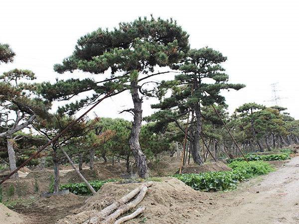 黑松圖片 黑松圖片