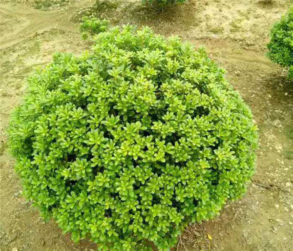 海桐圖片 海桐圖片