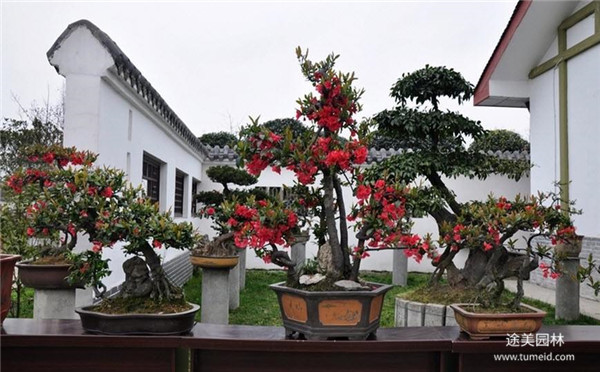 日本海棠圖片 日本海棠圖片