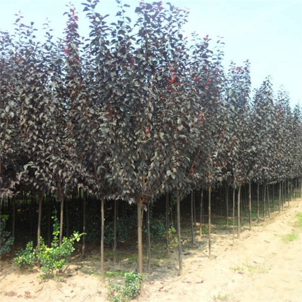 雞爪槭圖片 雞爪槭圖片