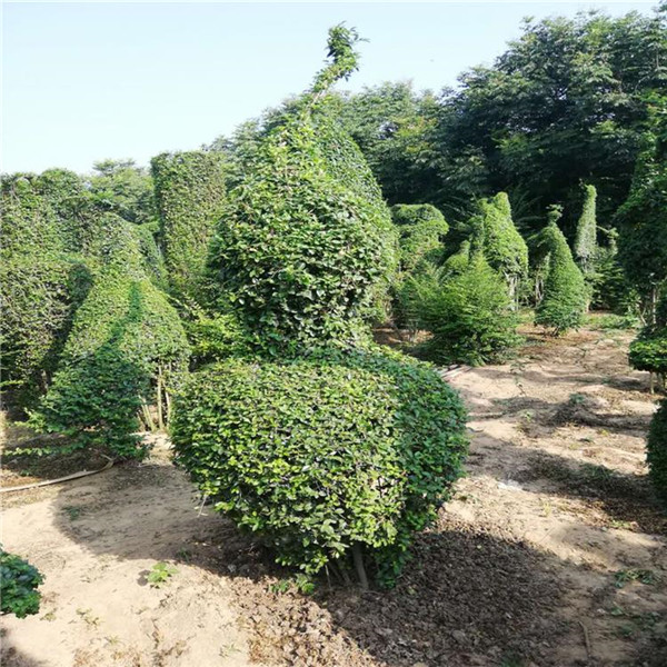 小葉女貞圖片 小葉女貞圖片