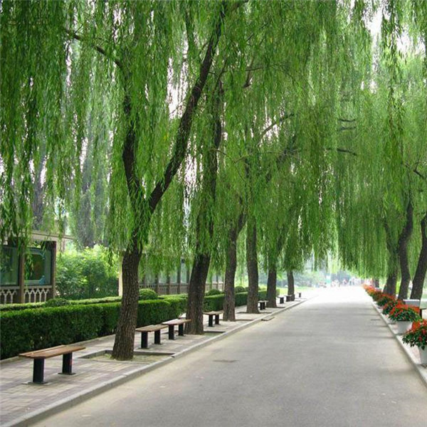 黃金柳圖片 黃金柳圖片