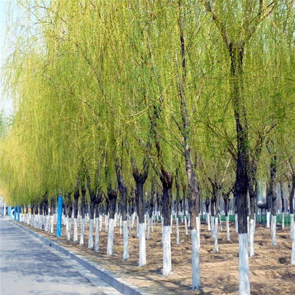 黃金柳圖片 黃金柳圖片