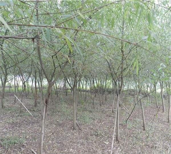 黃金柳圖片 黃金柳圖片