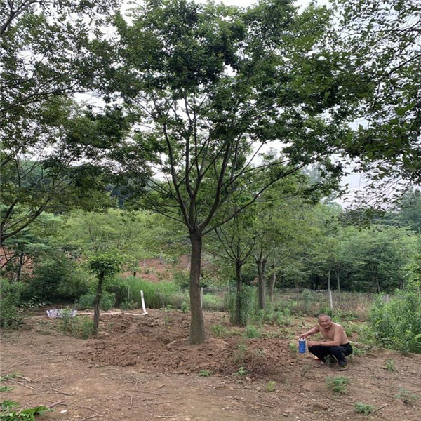 樸樹圖片 樸樹圖片