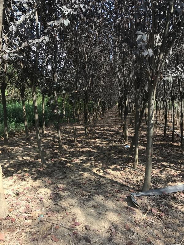 紅葉李圖片 紅葉李圖片