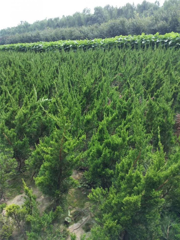 龍柏圖片 龍柏圖片