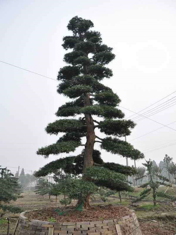 黑松圖片 黑松圖片