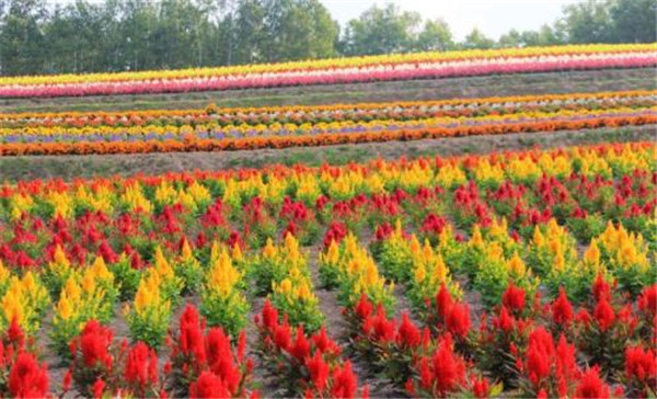鳳尾雞冠花圖片 鳳尾雞冠花圖片