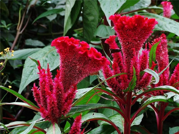 鳳尾雞冠花圖片 鳳尾雞冠花圖片