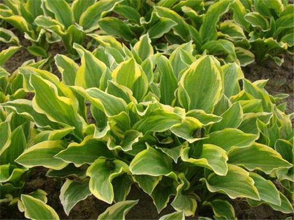 花葉玉簪圖片 花葉玉簪圖片