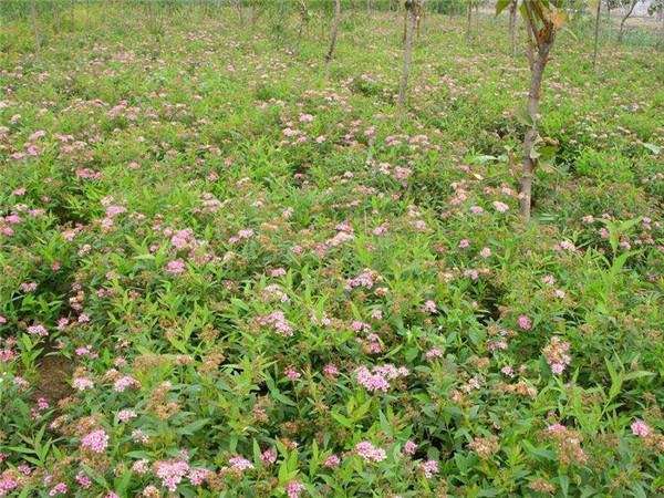 粉花繡線菊圖片 粉花繡線菊圖片
