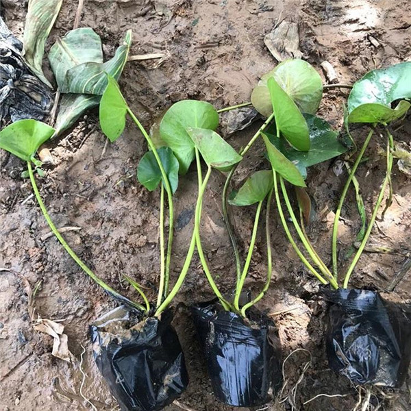 睡蓮圖片 睡蓮圖片