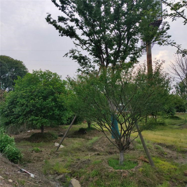 櫸樹(shù)圖片 櫸樹(shù)圖片