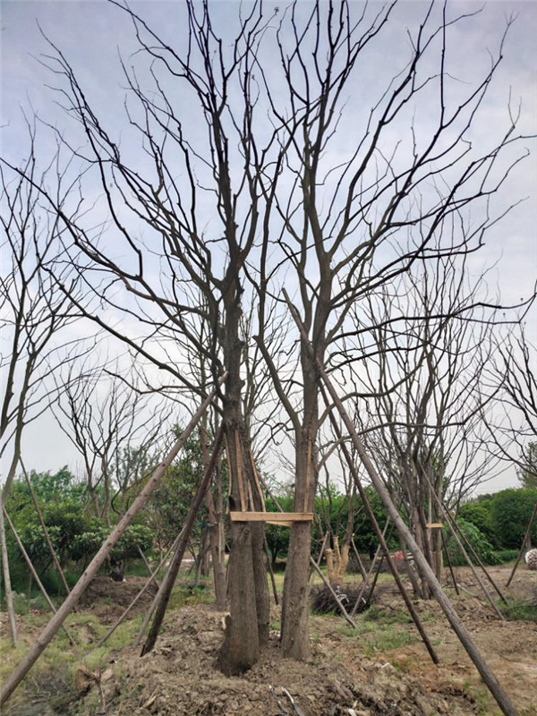 櫸樹(shù)圖片 櫸樹(shù)圖片