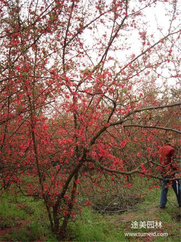 貼梗海棠圖片 貼梗海棠圖片