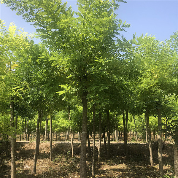 黃金槐圖片 黃金槐圖片