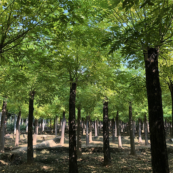 黃金槐圖片 黃金槐圖片