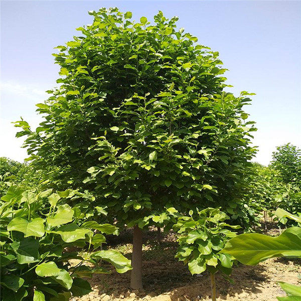 二喬玉蘭圖片 二喬玉蘭圖片