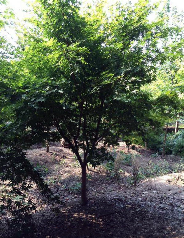 雞爪槭圖片 雞爪槭圖片