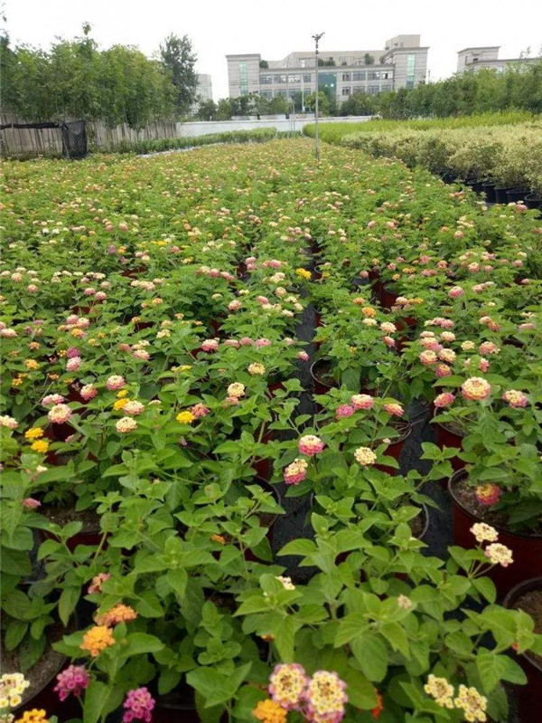 五色梅圖片 五色梅圖片