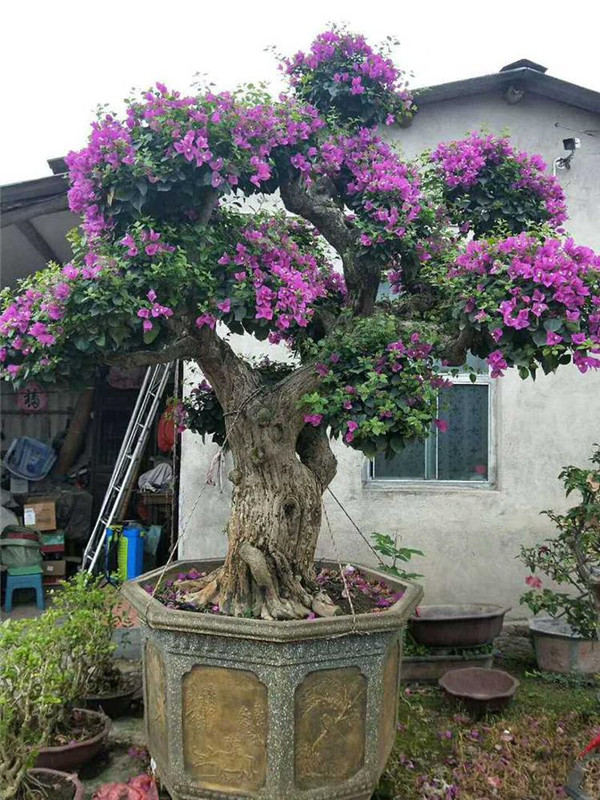 三角梅圖片 三角梅圖片