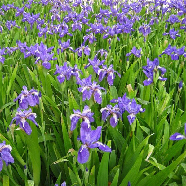 鳶尾花圖片 鳶尾花圖片