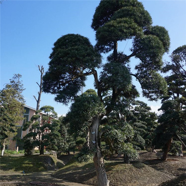 羅漢松圖片 羅漢松圖片