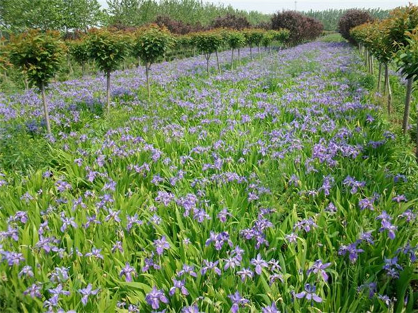 藍(lán)花鳶尾圖片 藍(lán)花鳶尾圖片