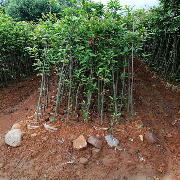 杜英樹圖片 杜英樹圖片