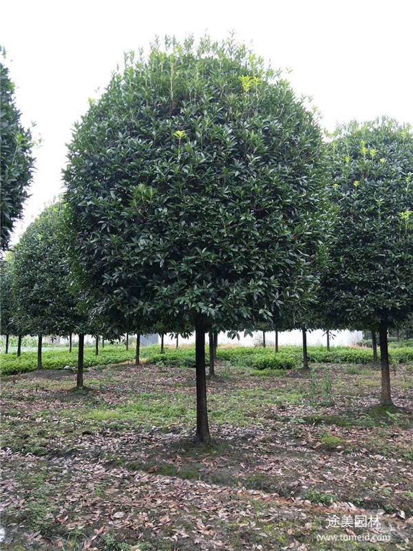 桂花樹(shù)圖片 桂花樹(shù)圖片