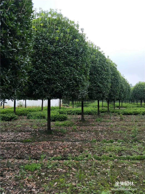 桂花樹(shù)圖片 桂花樹(shù)圖片