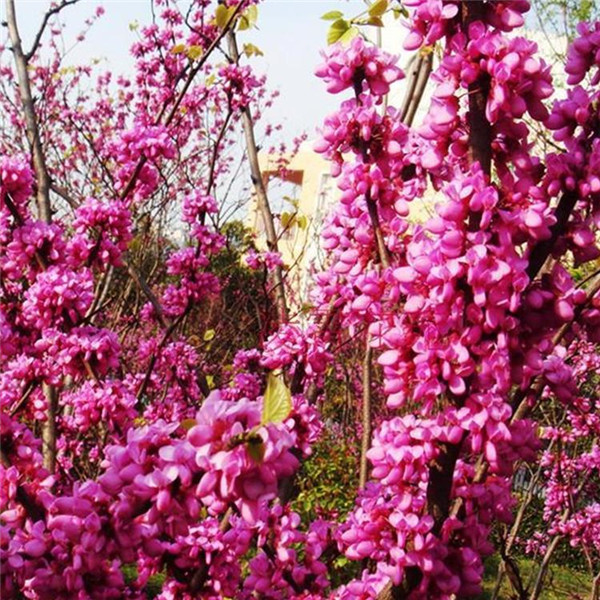 紫荊圖片 紫荊圖片