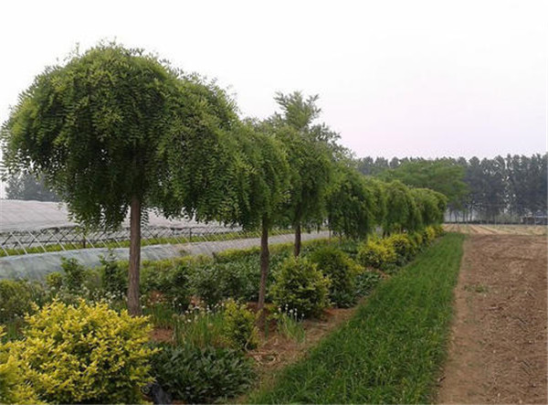 龍爪槐圖片 龍爪槐圖片