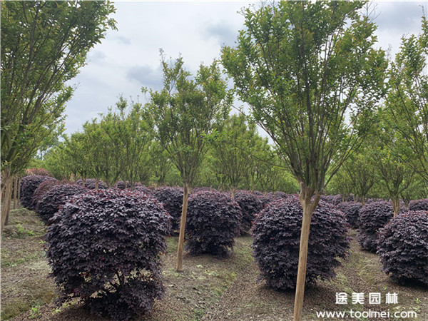 紫薇圖片 紫薇圖片