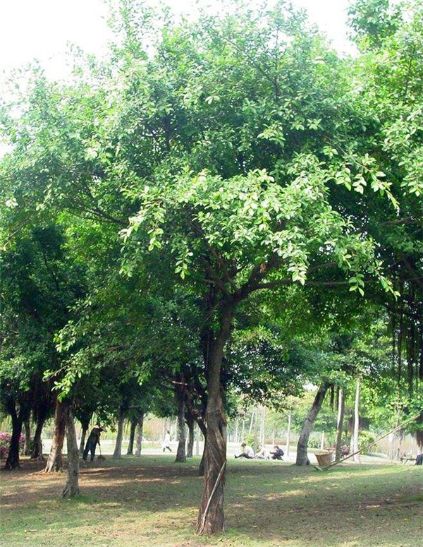 小葉榕圖片 小葉榕圖片