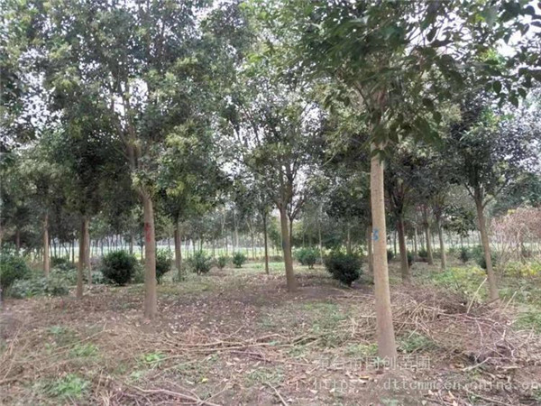 大葉冬青圖片 大葉冬青圖片