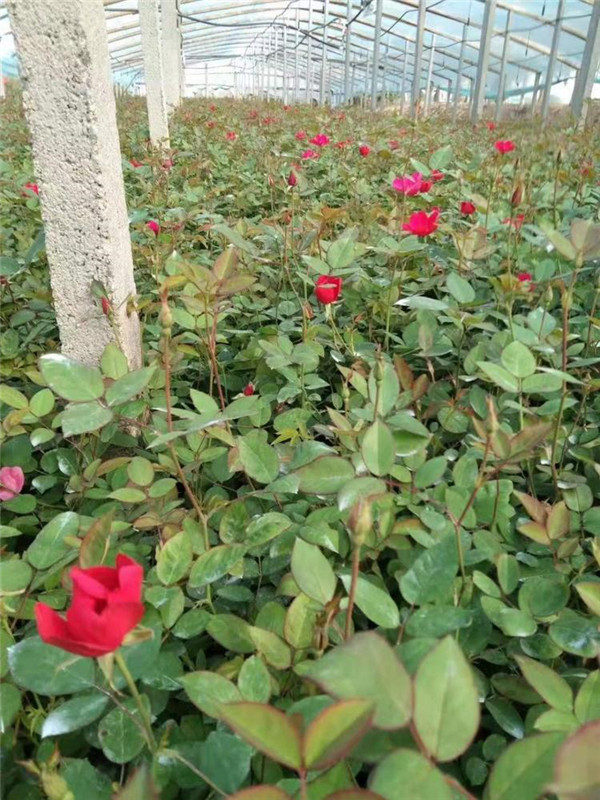 月季圖片 月季圖片