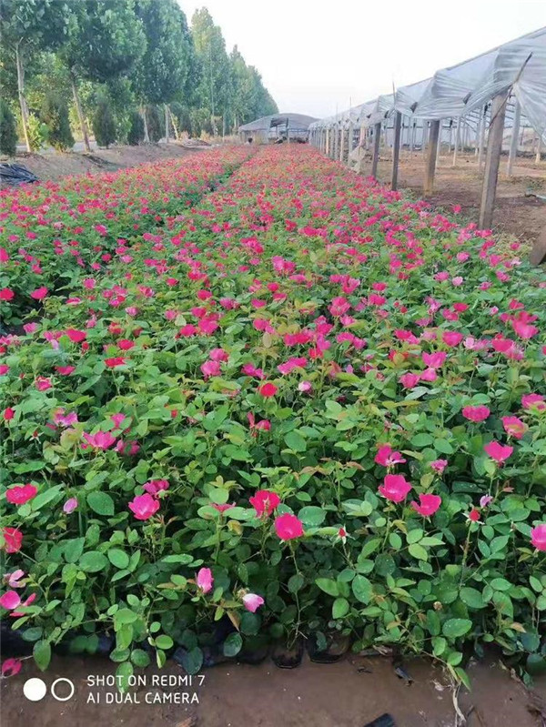 月季圖片 月季圖片